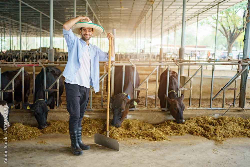 Portrait of Middle East Asian male farming worker feeds a cows with a grass hay in dairy farm. Worker in modern livestock industry and agricultural farming concept. Portrait of Middle East Asian male farming worker feeds a cows with a grass hay in dairy farm. Worker in modern livestock industry and agricultural farming concept.