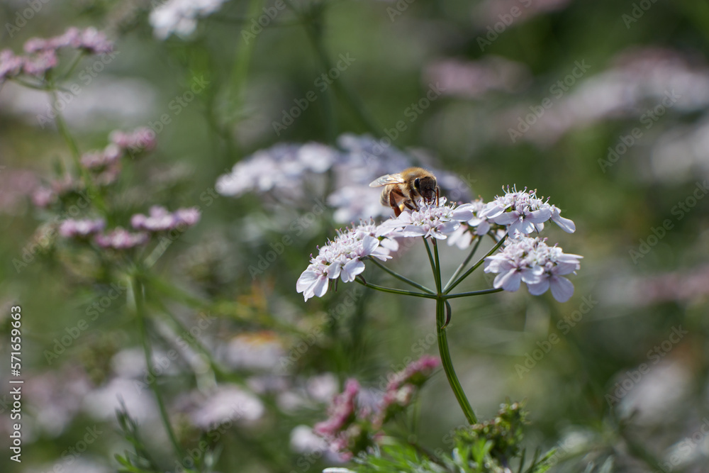 Bee collects pollen for honey. Anise flower field. caraway flower t. Fresh medicinal plant. Seasonal background. Blooming cumin field background on summer sunny day. Bee collects pollen for honey. Anise flower field. caraway flower t. Fresh medicinal plant. Seasonal background. Blooming cumin field background on summer sunny day.