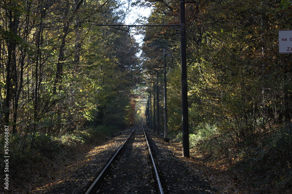 The mysterious road into the woods
