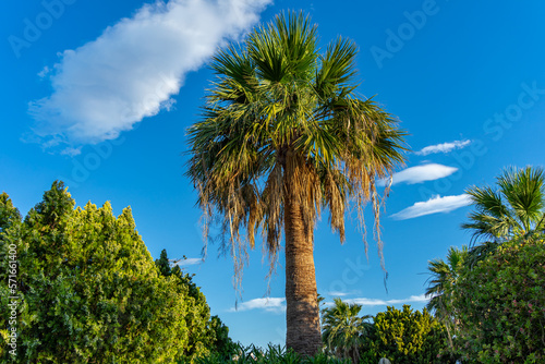 Fototapeta Naklejka Na Ścianę i Meble -  Grecja, duża palma na Wyspie Kos