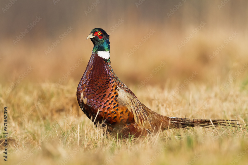 Fototapeta premium Common pheasant Phasianus colchius Ring-necked pheasant in natural habitat, grassland in early winter 