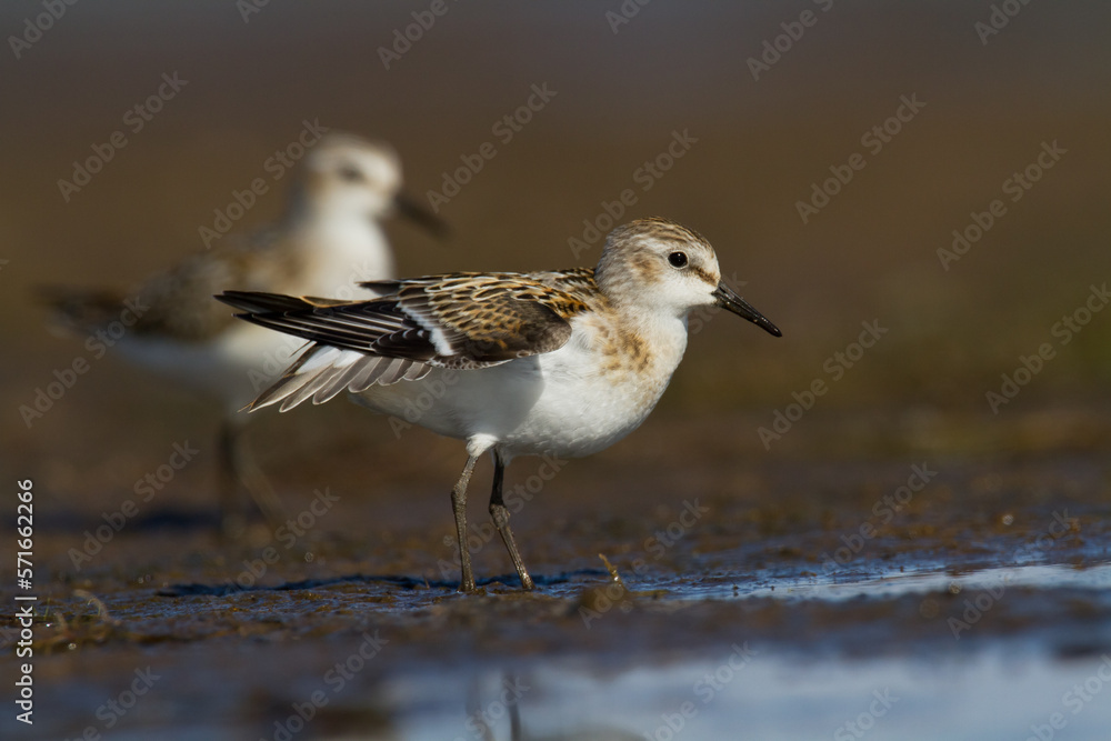 Bird Calidris minuta Little Stint small migratory bird, Poland Europe Bird Calidris minuta Little Stint small migratory bird, Poland Europe