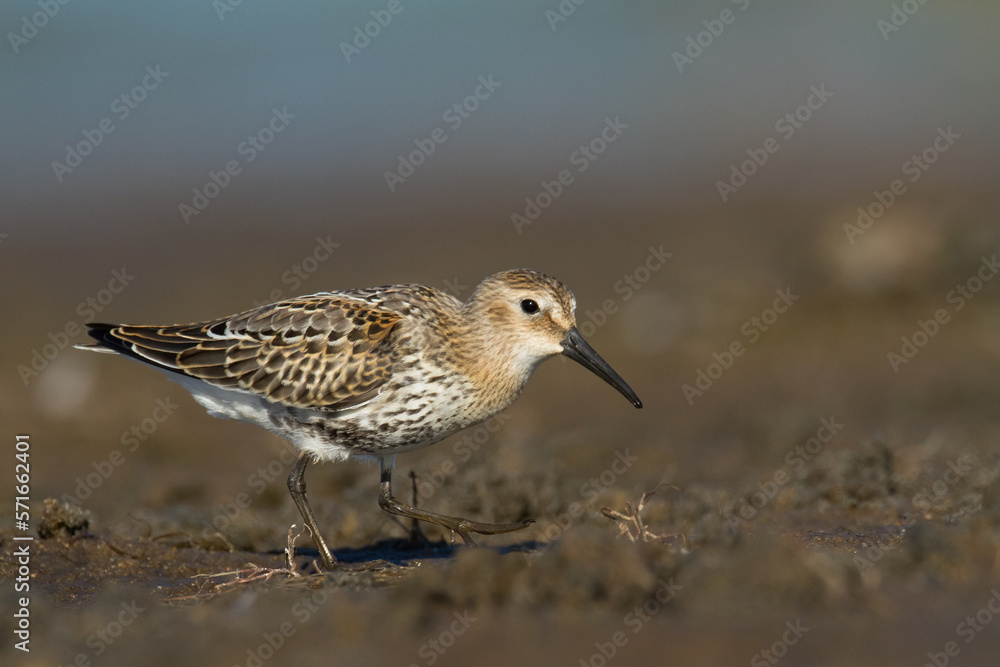 Shore bird - Dunlin Calidris alpina, migratory bird, Baltic Sea, wildlife Poland Europe Shore bird - Dunlin Calidris alpina, migratory bird, Baltic Sea, wildlife Poland Europe