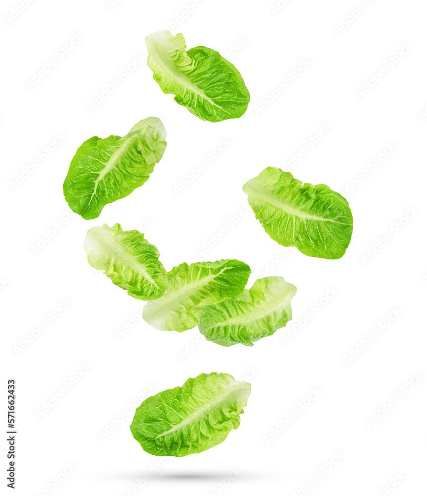 Fresh green cos lettuce leaves falling in the air isolated on transparent background. PNG - obrazy, fototapety, plakaty 