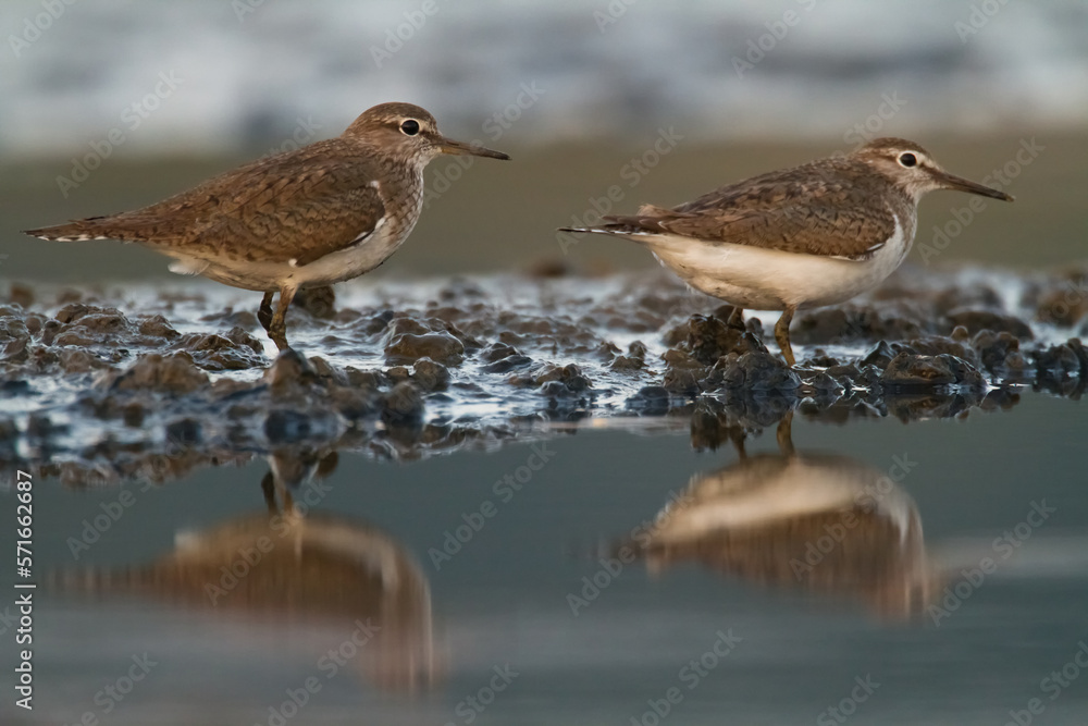 Fototapeta premium Bird Common Sandpiper Actitis hypoleucos small migratory bird, Poland Europe