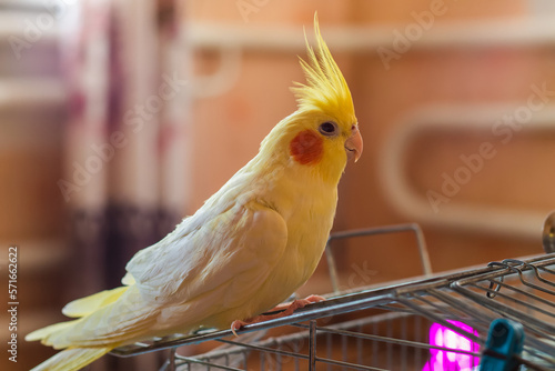 Cockatiel parrot.Bird with crest.Cute animal photo.Yellow bird.Favorite pet.Funny parrot.Home pet parrot.Cute pet parrot.Beautiful bird.Beautiful photo of a pet.Ornithology.Corella.Funny animal.