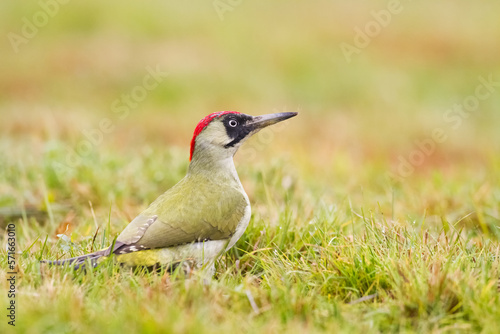 Bird - green woodpecker Picus viridis on the ground, bird looking for food, wildlife Poland Europe 