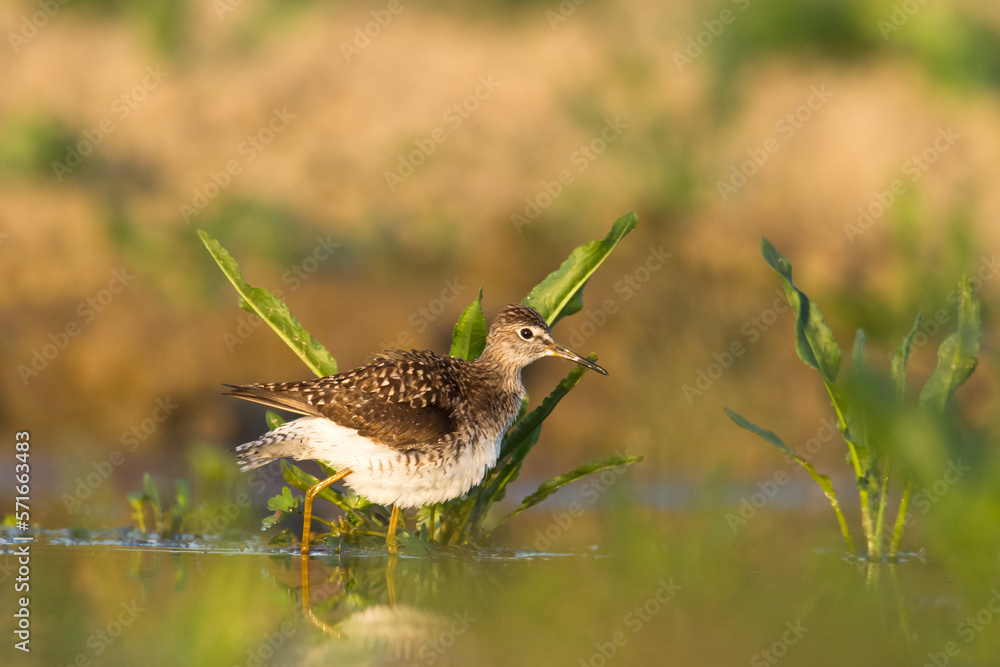 Shorebirds - Wood Sandpiper Tringa glareola, wildlife Poland Europe Shorebirds - Wood Sandpiper Tringa glareola, wildlife Poland Europe