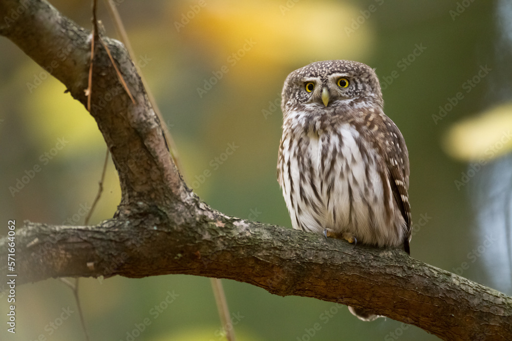 Pygmy owl Glaucidium passerinum little owl natural dark forest north parts of Poland Europe Pygmy owl Glaucidium passerinum little owl natural dark forest north parts of Poland Europe