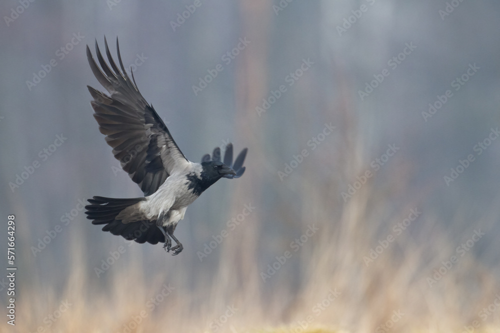 Bird - Hooded crow Corvus cornix in amazing blurred background Poland Europe Bird - Hooded crow Corvus cornix in amazing blurred background Poland Europe