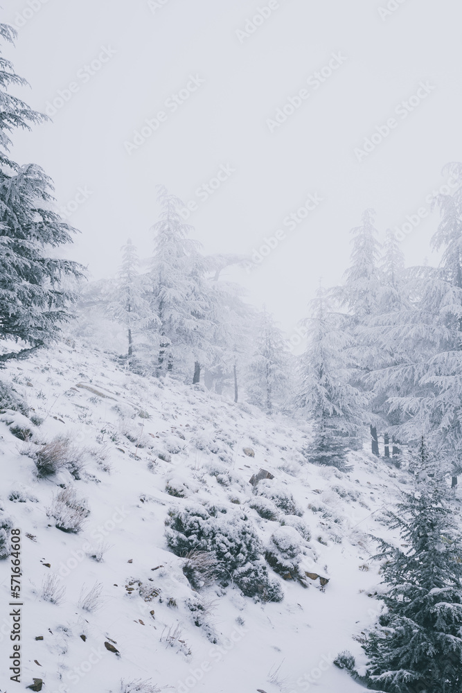 Blue Atlas Cedar Tree (Cedrus Atlantinca) covered by snow in chelia National Park, Algeria Blue Atlas Cedar Tree (Cedrus Atlantinca) covered by snow in chelia National Park, Algeria
