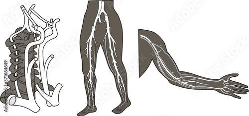 Scheme of the main arteries of the human body