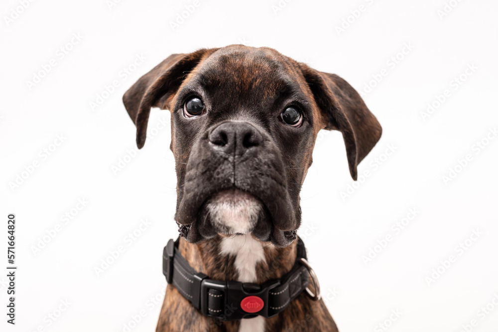 A 4 month old pedigree tan boxer dog puppy isolated on a white background A 4 month old pedigree tan boxer dog puppy isolated on a white background