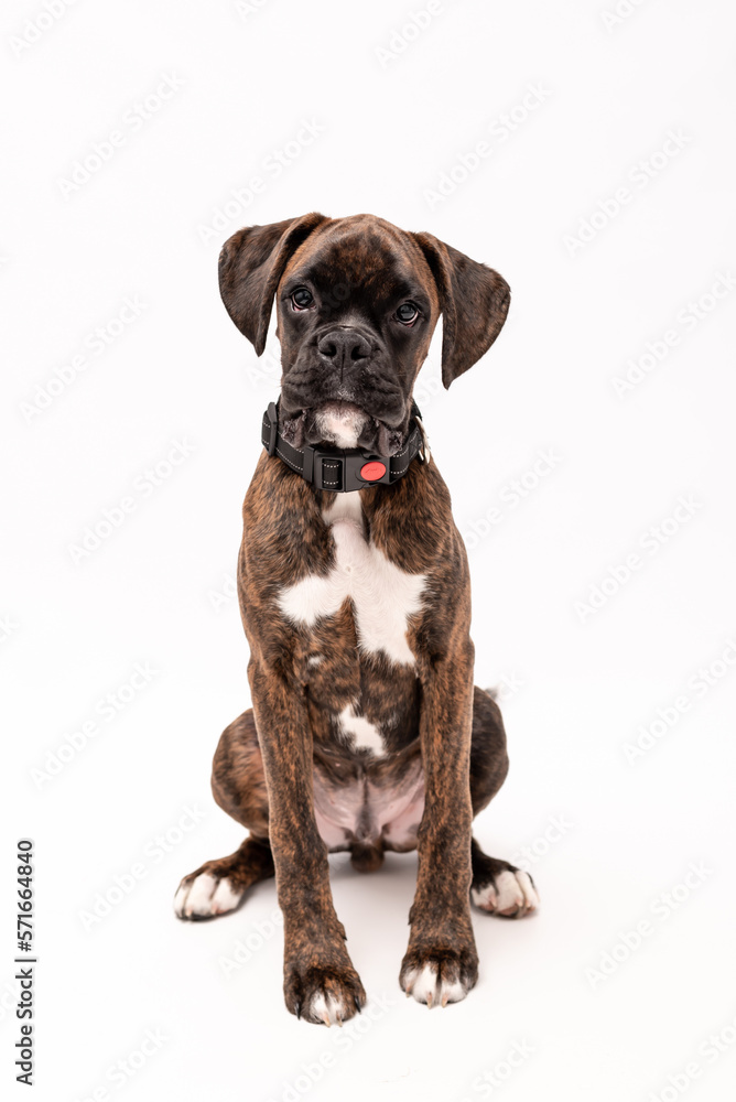 A 4 month old pedigree tan boxer dog puppy isolated on a white background