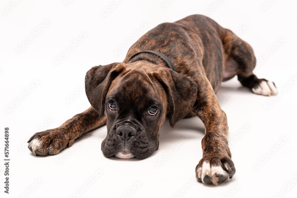 Obraz premium A 4 month old pedigree tan boxer dog puppy isolated on a white background