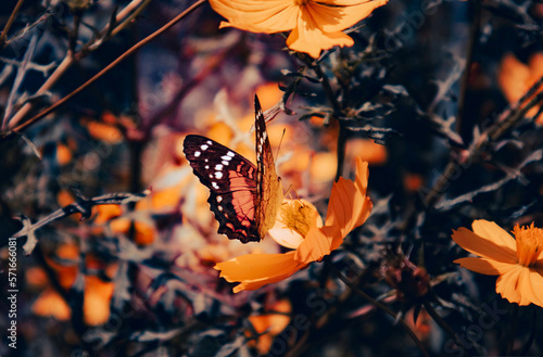 mariposa en verano con perfil derecho