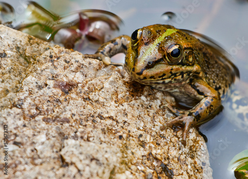 Close up of Levantina green frog (Pelophylax bedriagae) photo