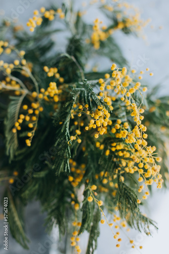Beautiful yellow mimosa flowers in a vase on a grey background.