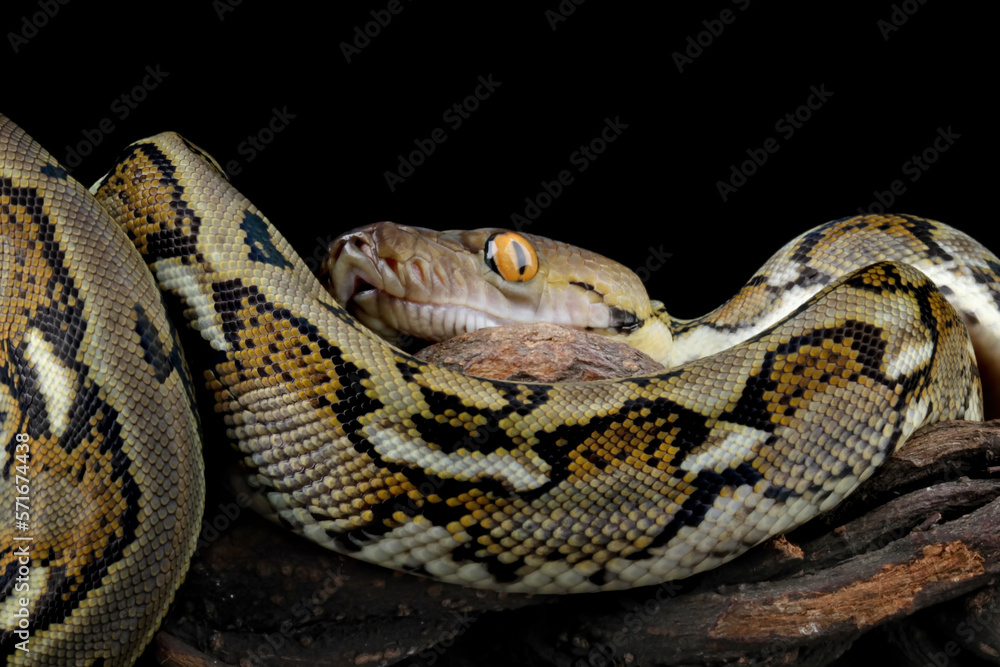 Indonesia python snake isolated on black background, non-venomous snake Indonesia python snake isolated on black background, non-venomous snake