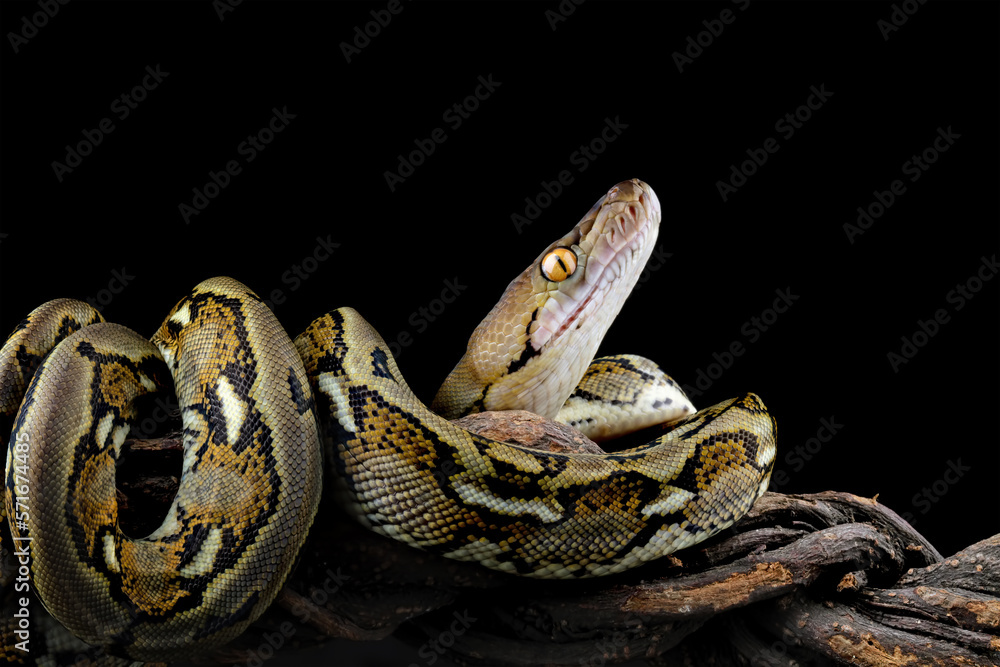 Obraz premium Indonesia python snake isolated on black background, non-venomous snake 
