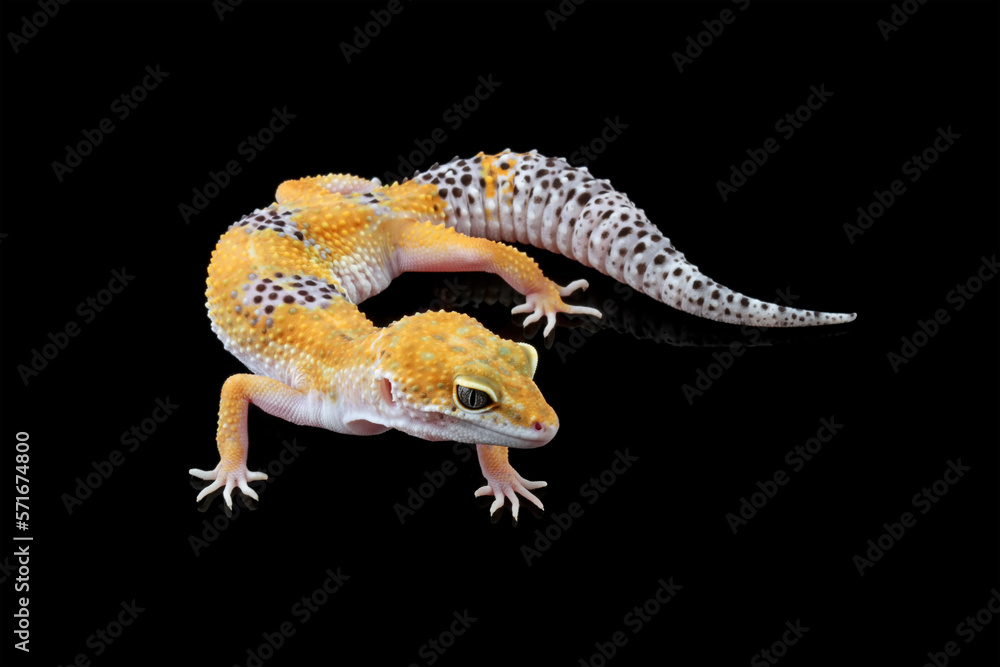 Naklejka premium Fat-tailed geckos isolated on black background, cute lizards that are easy to care for, eublepharis macularius