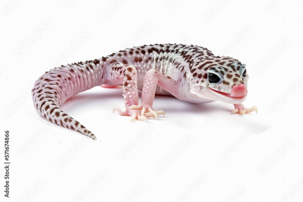 Fat-tailed geckos isolated on white background, cute lizards that are easy to care for, eublepharis macularius Fat-tailed geckos isolated on white background, cute lizards that are easy to care for, eublepharis macularius