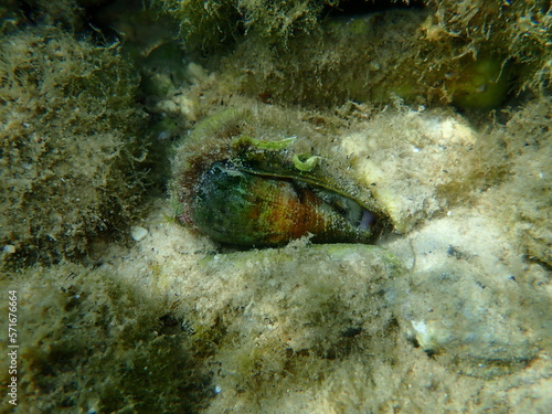 Mediterranean cone (Conus ventricosus) on sea bottom, undersea, Aegean Sea, Greece, Thasos island photo