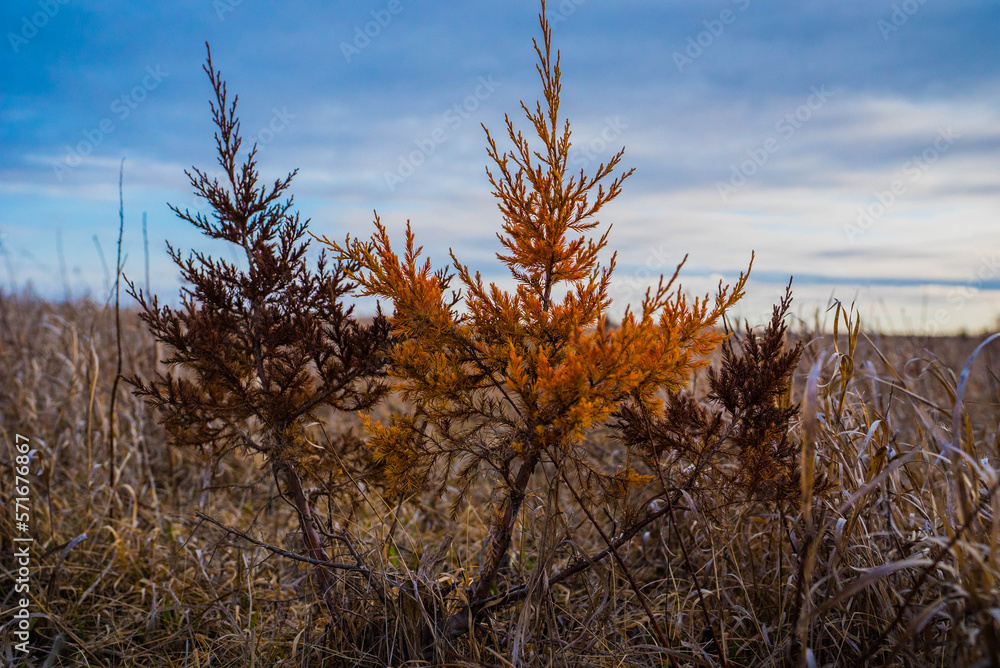 Obraz premium Fire Bush in a Field