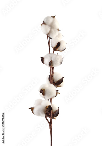 Cotton branch isolated on transparent background. White cotton flowers. photo