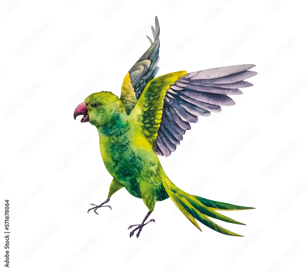 Fototapeta premium The green parrot. Watercolor illustration. An exotic bird flies with its wings spread. The image is isolated on a white background
