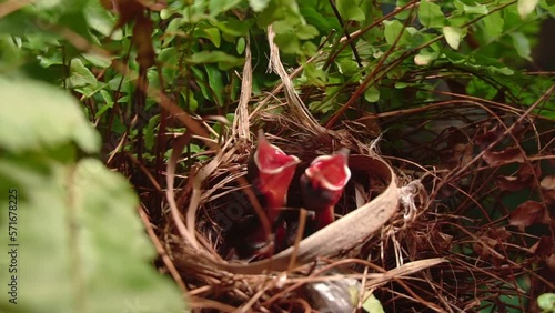 hungry baby birds in the nest. Baby birds open their mouths and wait for food from their parents.  Selective focus.