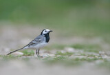 A white wagtail on a field