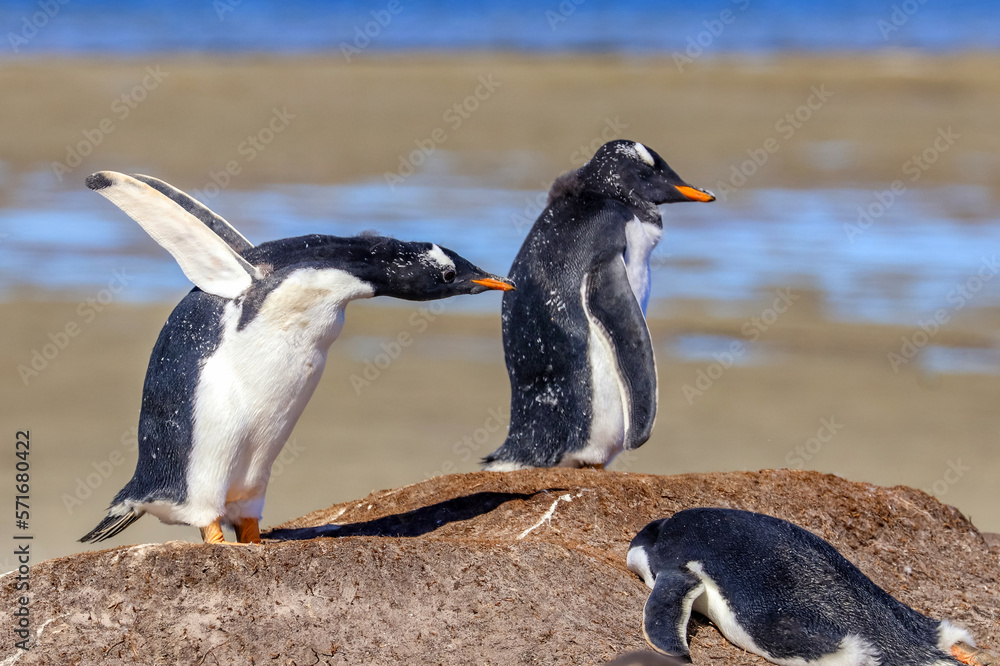 Fototapeta premium Bluff Cove, Falkland Islands, UK