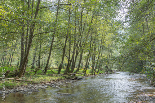 Example of riparian and gallery woodland, with dominant  grey alder (Alnus incana)  Alder trees  provide habitats for terrestrial and aquatic organisms, and help stabilize river banks.