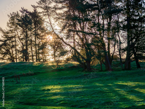 Sun through copice, Gleniffer Braes Country Park, Paisley, Renfrewshire, Scotland UK photo