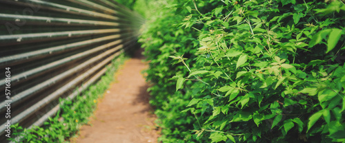 Long straight path along long metal fence among lush thikets with copy space. Beautiful bush with green leaves close-up. Background with fence, trail and rich vegetation in sunlight. Bokeh on backdrop photo