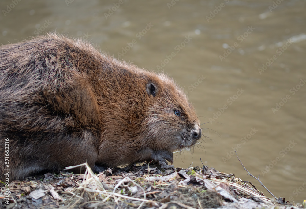 Eurasian beaver (Castor fiber) on the edge of a river in Romania. Romanian mammals. Eurasian beaver (Castor fiber) on the edge of a river in Romania. Romanian mammals.