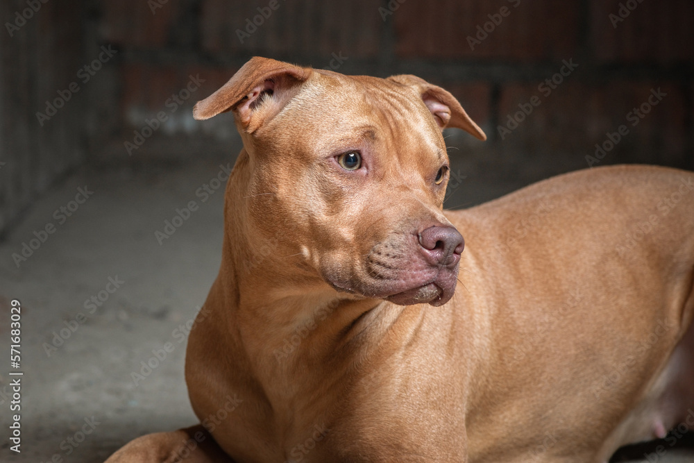 Portrait of a kind pit bull terrier in the basement of a residential building.