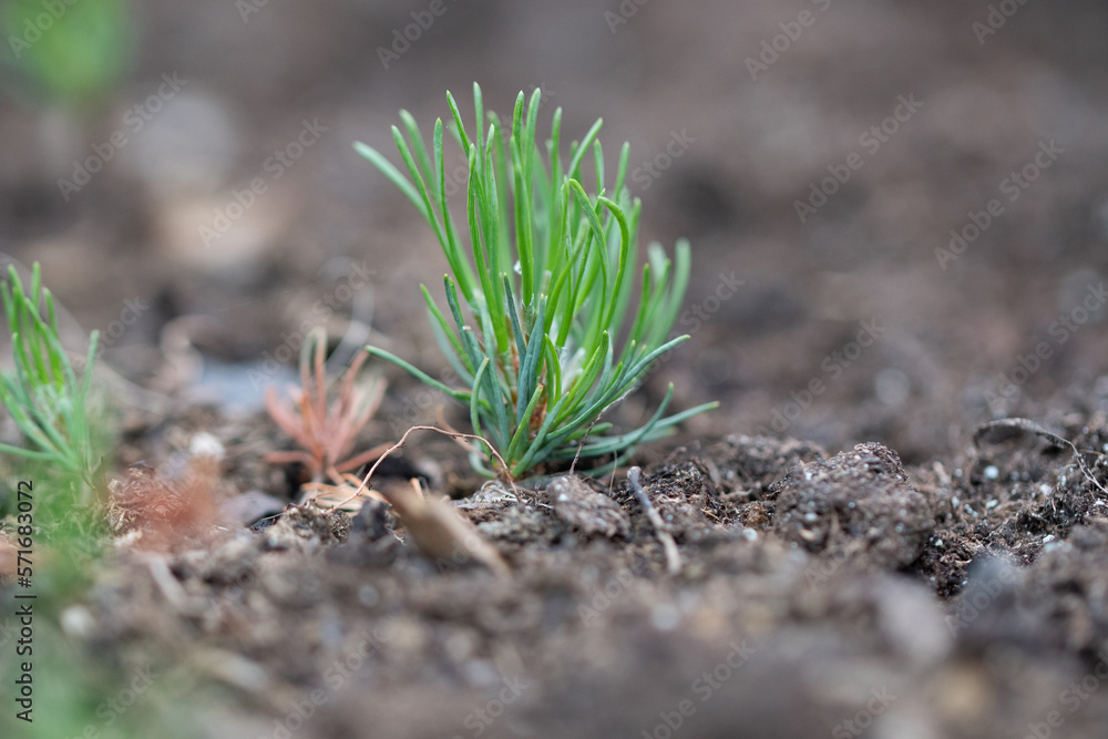 Pinus mugo, known as bog pine, creeping pine, dwarf mountain pine, mugo pine, mountain pine, scrub mountain pine, or Swiss mountain pine. Pinus mugo, known as bog pine, creeping pine, dwarf mountain pine, mugo pine, mountain pine, scrub mountain pine, or Swiss mountain pine.