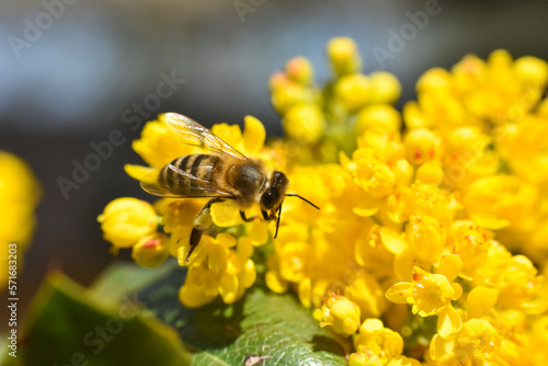 Honey bee collecting pollen at yellow flower. Close up of honey bee pollinate yellow flower, summer and spring backgrounds