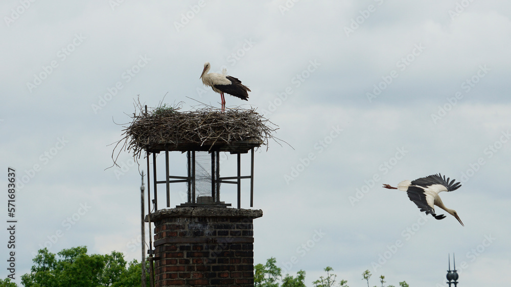 White stork flying from the nest White stork flying from the nest