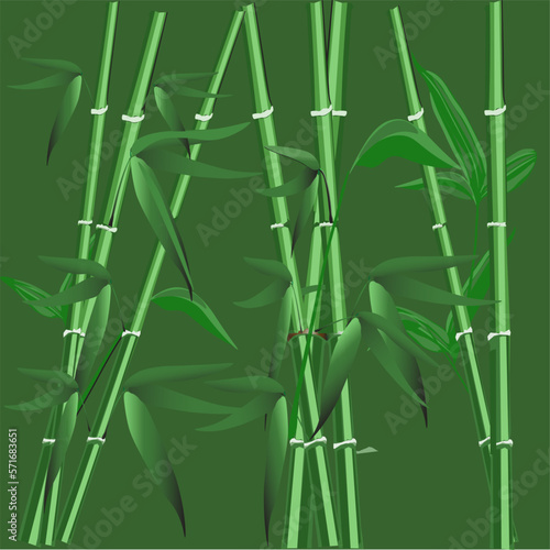 Fototapeta Naklejka Na Ścianę i Meble -  three groves of bamboo standing tall in the middle of the forest

