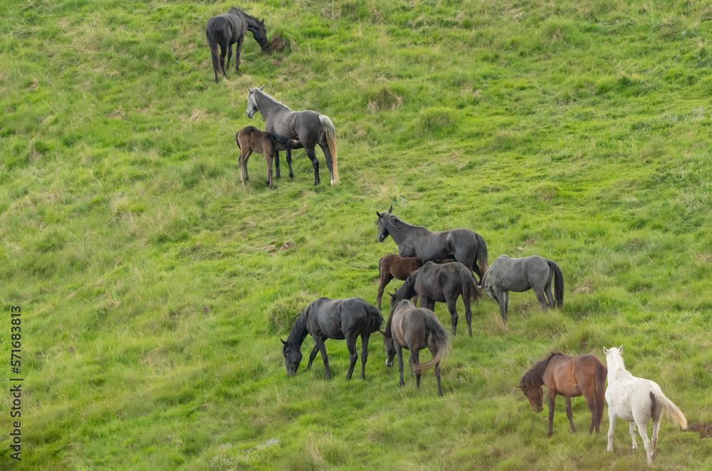 A stud of free horses on an alpine pasture grazing fresh grass. A stud of free horses on an alpine pasture grazing fresh grass.