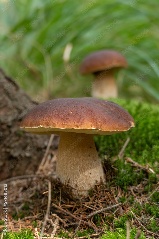 Boletus edulis in an edible and very tasty mushroom also known as Porcini. Can be prepared on different dishes. Boletus edulis in an edible and very tasty mushroom also known as Porcini. Can be prepared on different dishes.