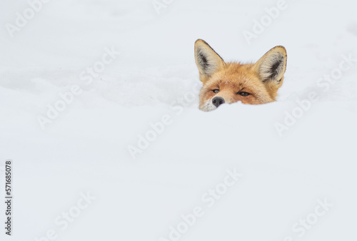 A portrait of a red fox in snow