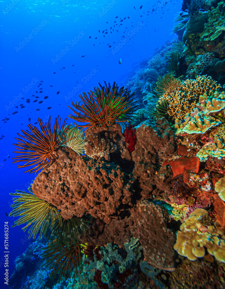 Naklejka premium Coral reef South Pacific