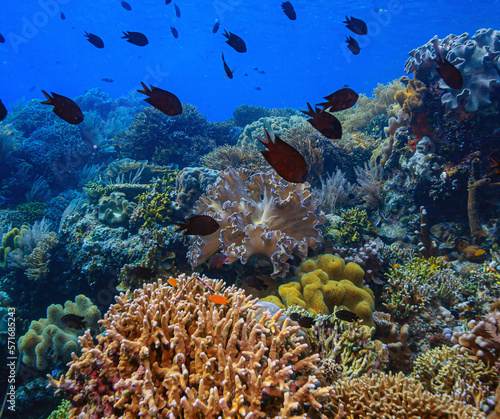 Fototapeta Naklejka Na Ścianę i Meble -  Coral reef South Pacific