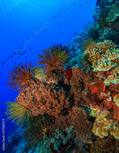 Coral reef South Pacific photo