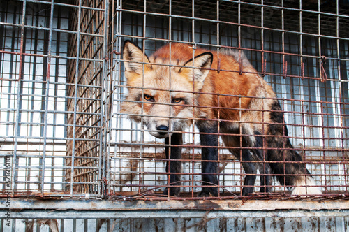 A beautiful fox in a cage in poor conditions. Animal protection concept.