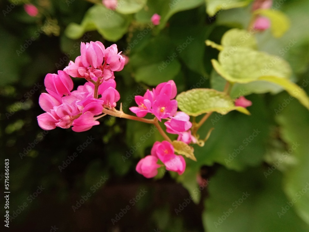 Antigonon leptopus flower with lush green leaves